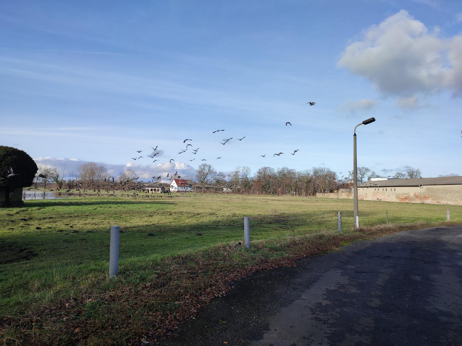 Wildgänse auf der Flucht