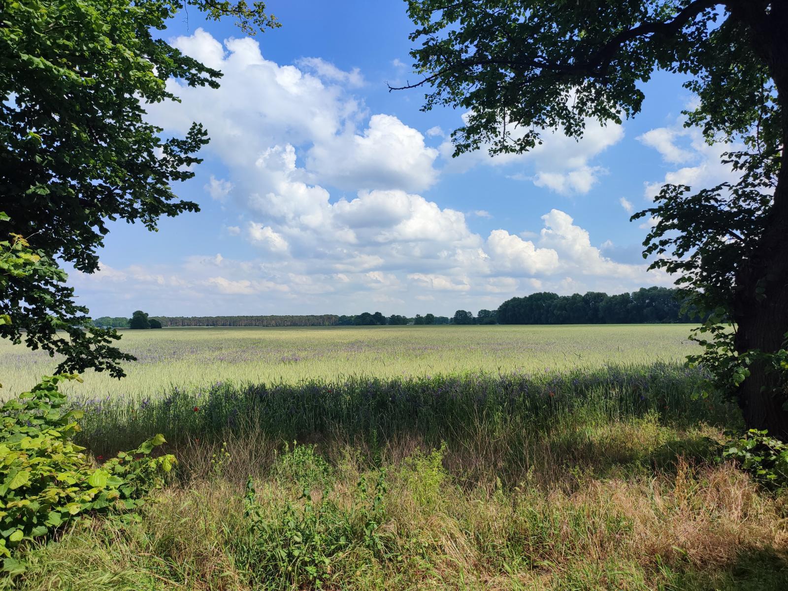 Blick von der Allee ins Feld