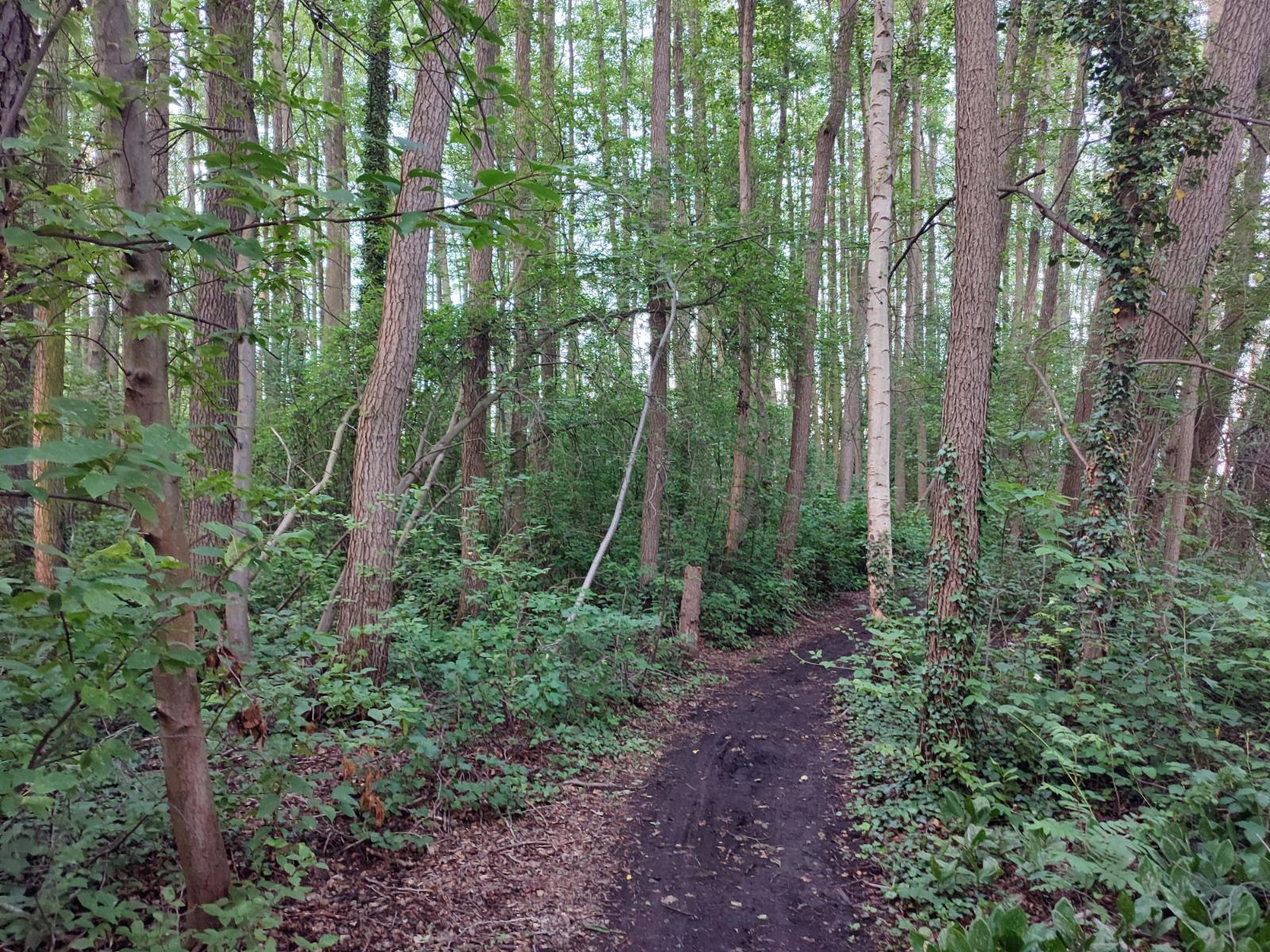 Ein Stück Dschungelpfad