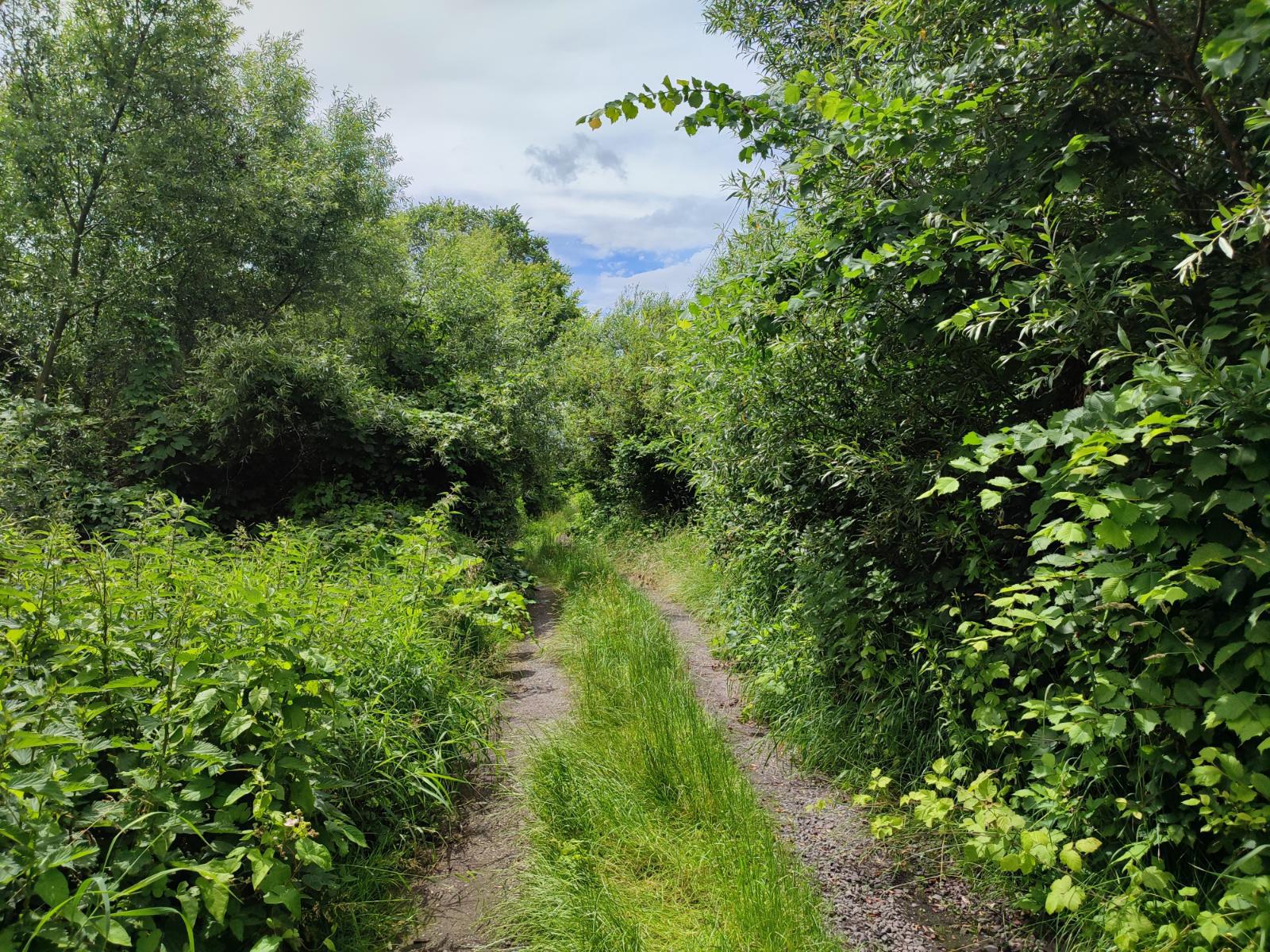 Dschungelpfade neben der Bahnstrecke