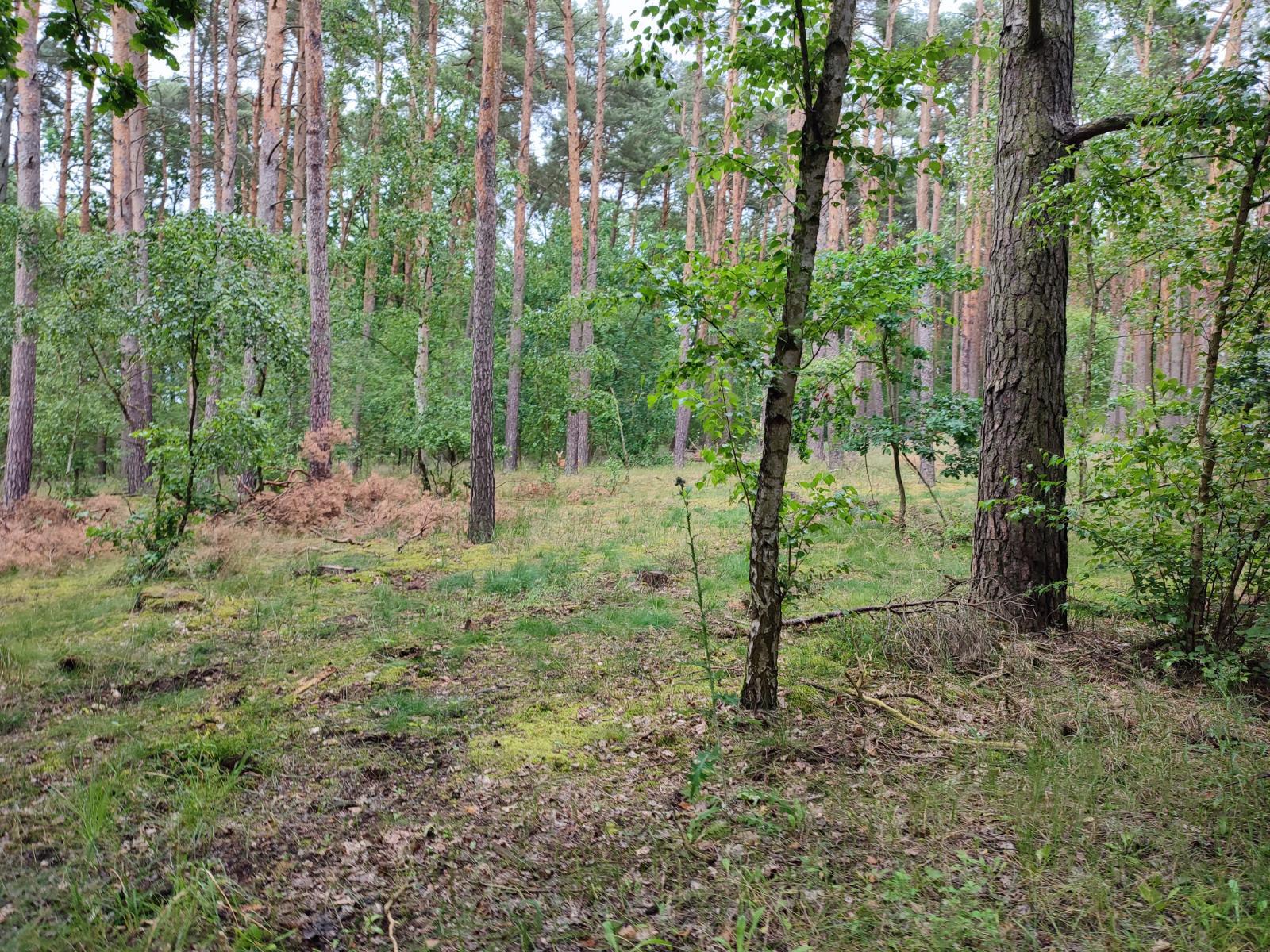 Na, wer findet das Reh?